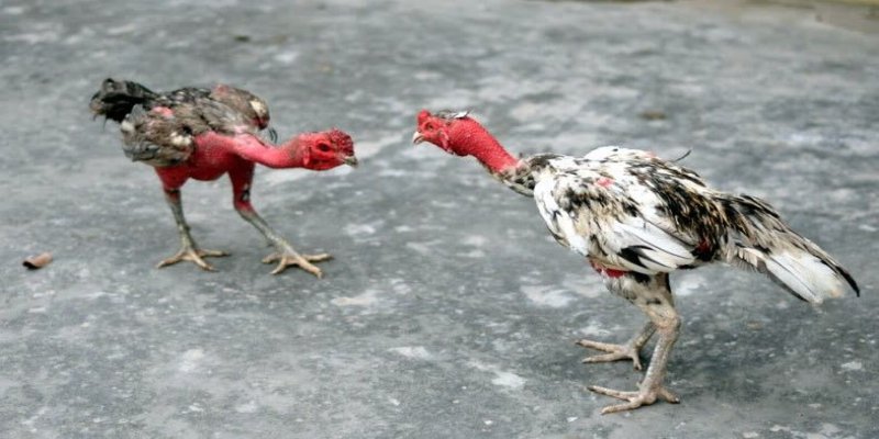 Tăng cường sức bền giúp gà chiến thắng lớn mọi đối thủ khi đá gà