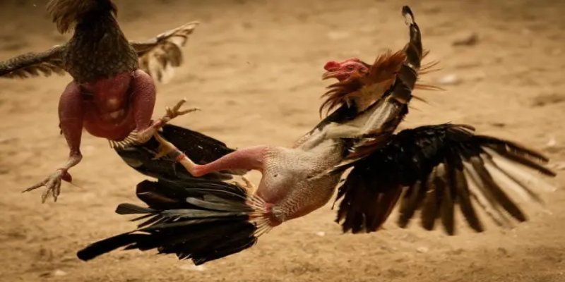 Giới thiệu chung về trò chơi đá gà trực tuyến giúp người chơi có thêm thông tin