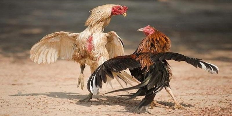 Các ký hiệu và màu sắc trong bảng cược cho người chơi mới cần biết