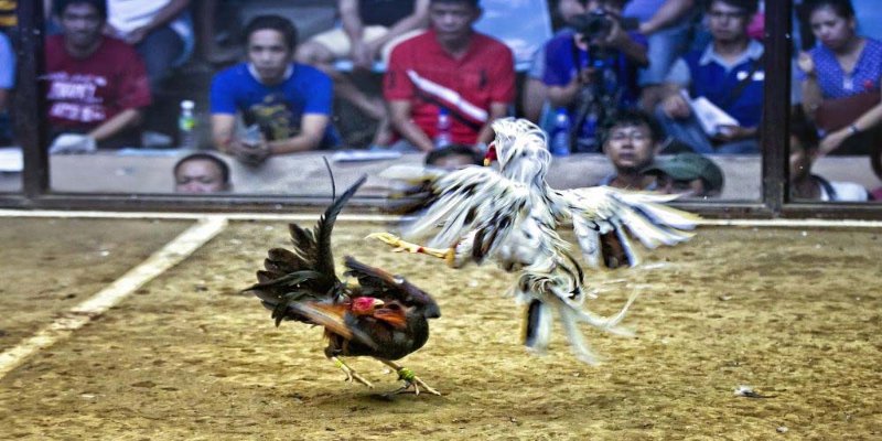 Cách bắt kèo đá gà hiệu quả tại nhà cái trực tuyến