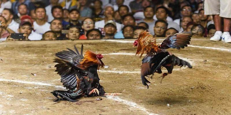 Trường gà Savan - Đấu trường đá gà đỉnh cao thưởng khủng