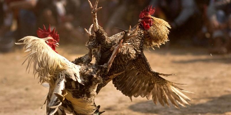 Tổng quan về đá gà trực tuyến và đá gà 58Win giúp bạn kiếm tiền nhanh chóng